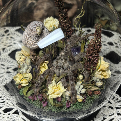 baboon tarantula globe shrine