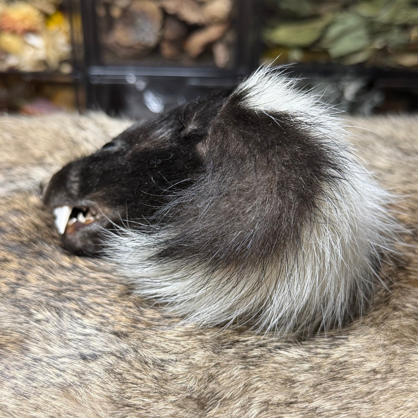 mummified skunk head