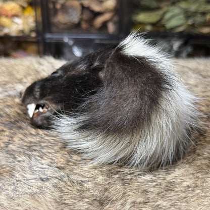 mummified skunk head
