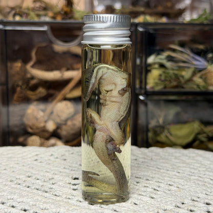 little day gecko wet specimen