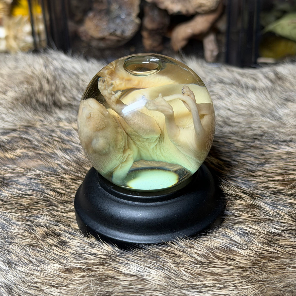 bald opossum joey mini globe wet specimen with stand
