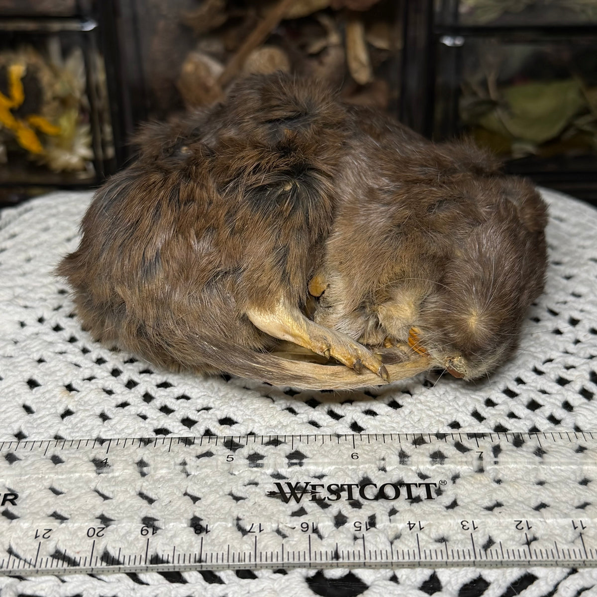 mummified adult pocket gopher (imperfect)