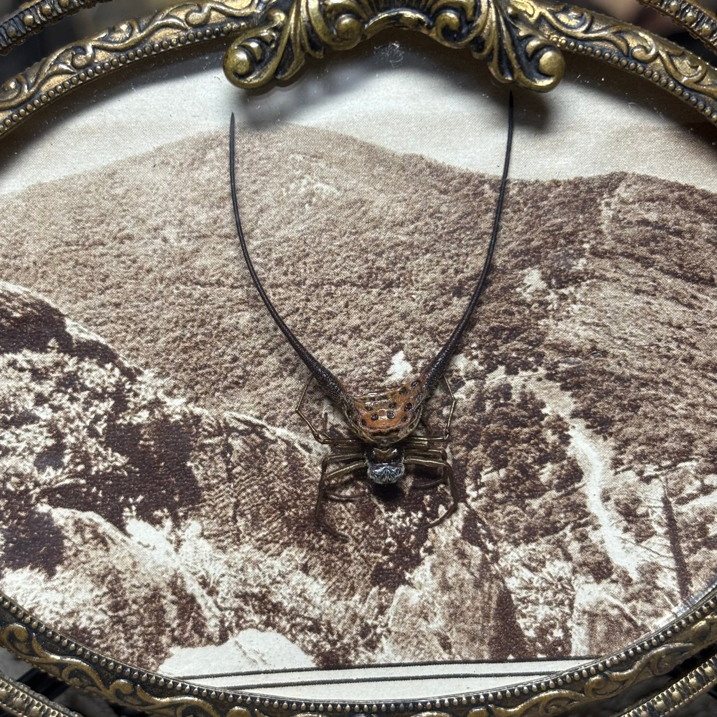 wishbone orb weaver vintage frame