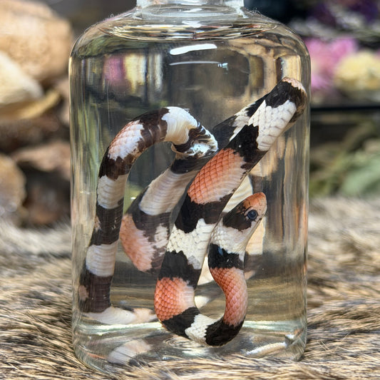 baby milk snake wet specimen