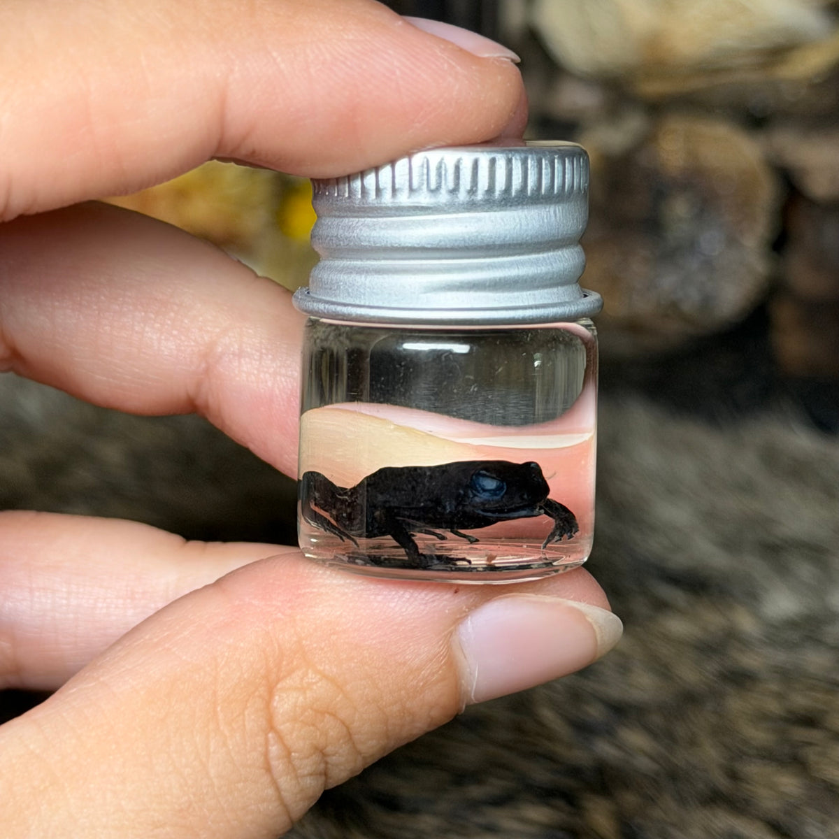 poison dart frog wet specimens
