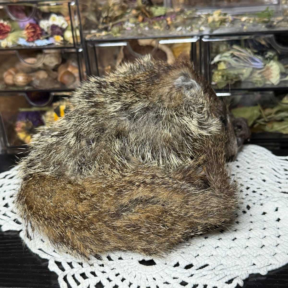 mummified baby groundhog (imperfect)