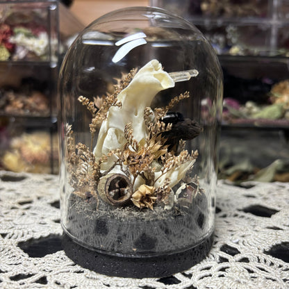 muskrat skull dome
