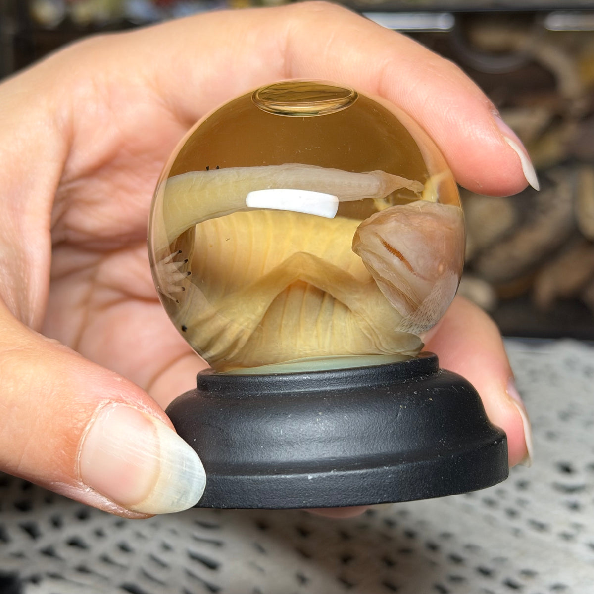 baby albino axolotl globe wet specimen