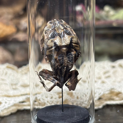 mummified pacman frog display dome
