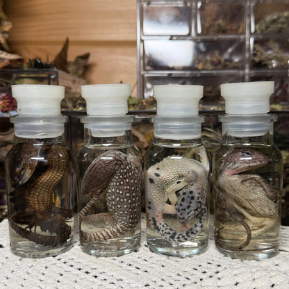 lizard spice jar wet specimens