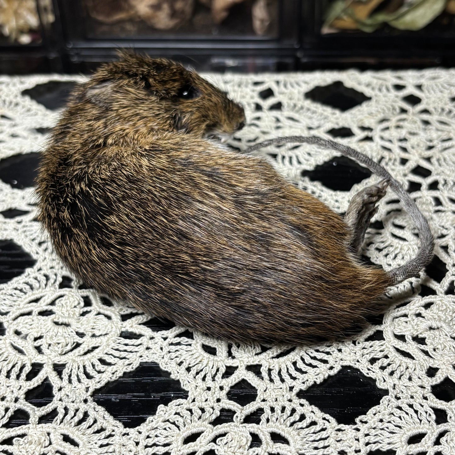 “mother” mummified marsh rat