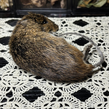 “mother” mummified marsh rat