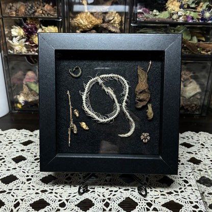 small snake skeleton & natural findings frame