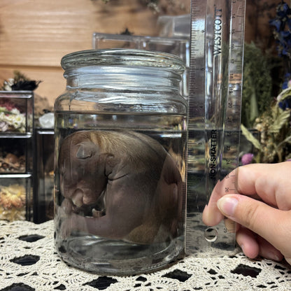 full term coyote puppy wet specimen