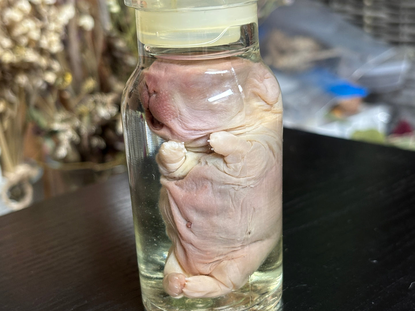 deformed newborn rabbit (spice jar) wet specimens