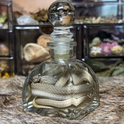 yellow-faced whip snake wet specimen