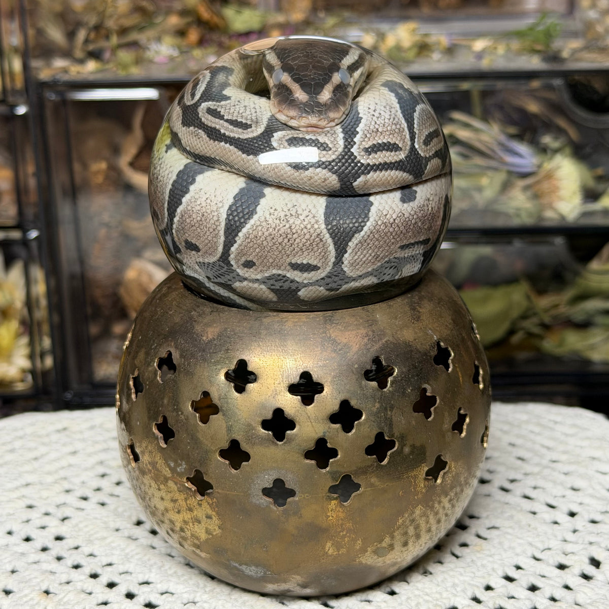 hatchling ball python globe wet specimen