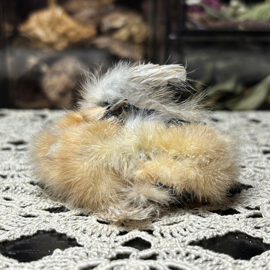 mummified silkie chick