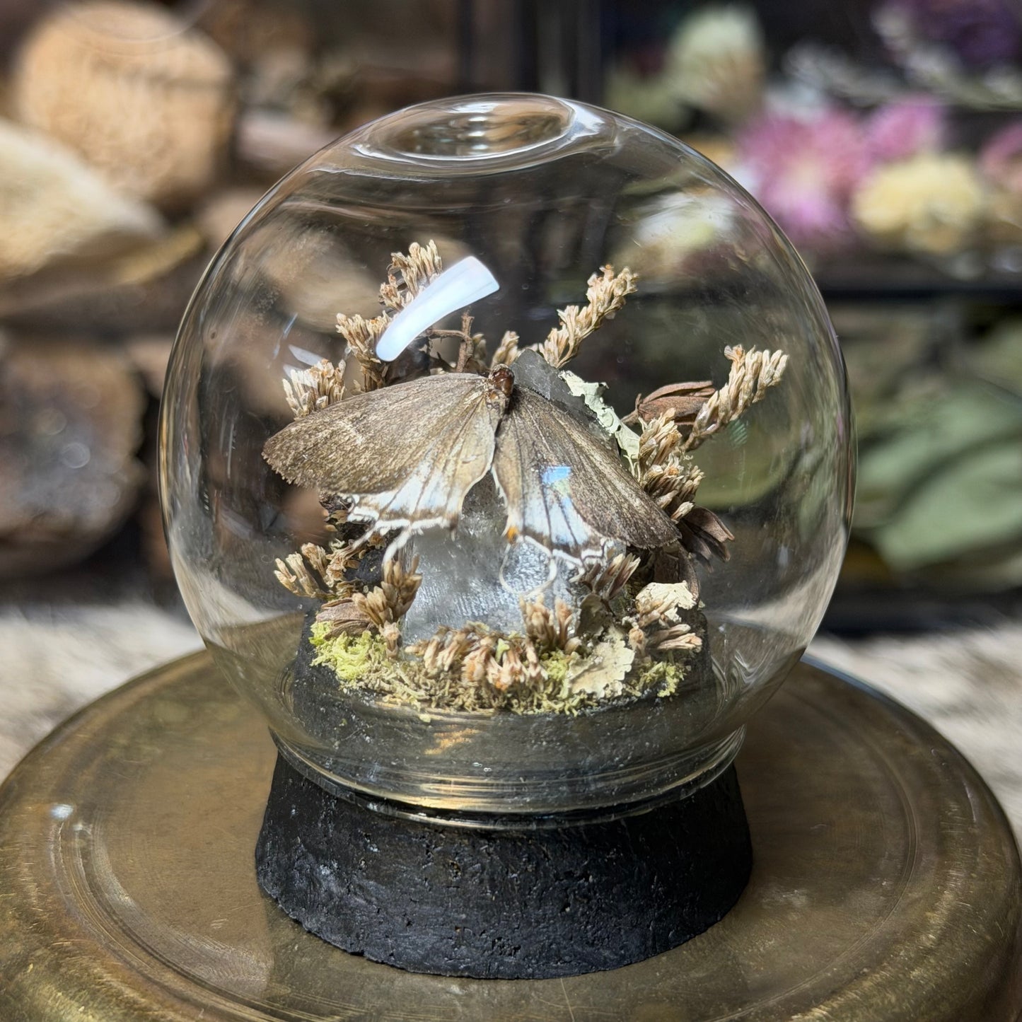 hairstreak butterfly globe cloche