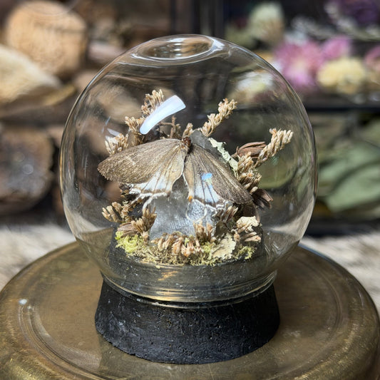 hairstreak butterfly globe cloche