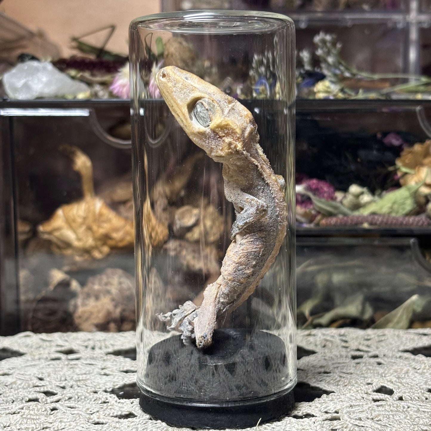 jarred mummified specimens