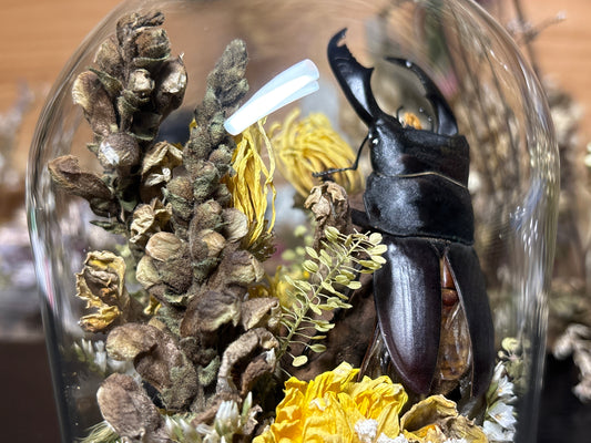 stag beetle cloche