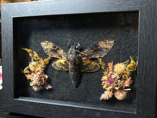 death head moth frame