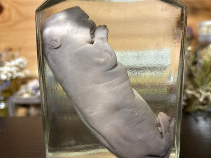 fetal beaver wet specimen