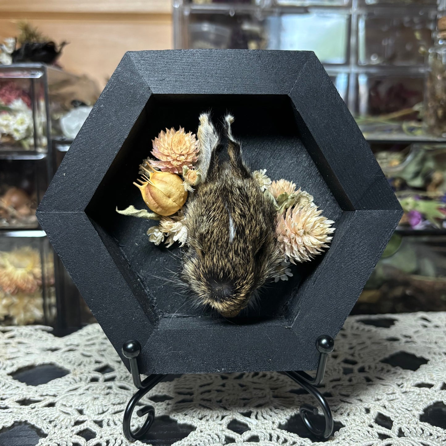 baby cottontail rabbit head wood hex plaque