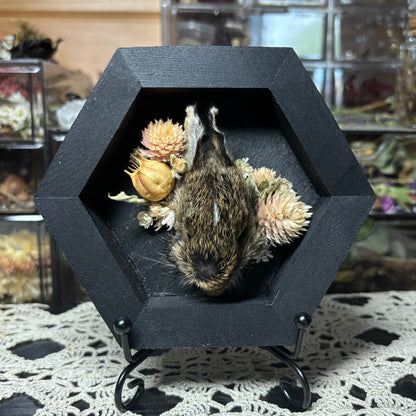 baby cottontail rabbit head wood hex plaque