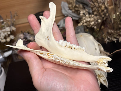 male roe deer fawn skull