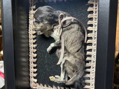 mummified klee kai puppy frame