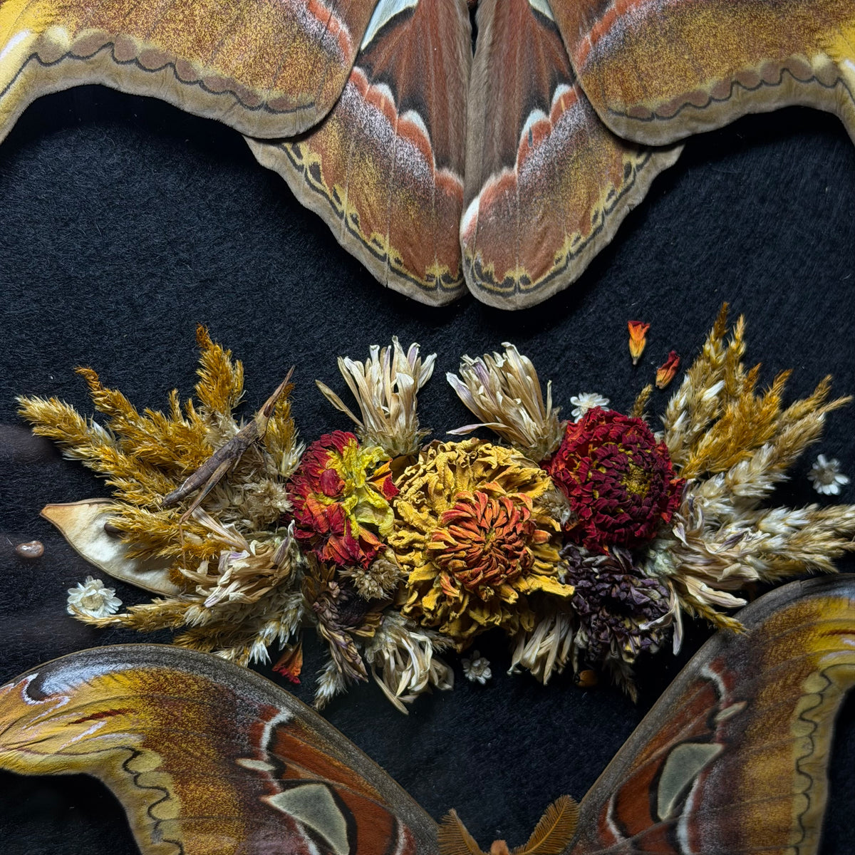 pair of atlas moths frame