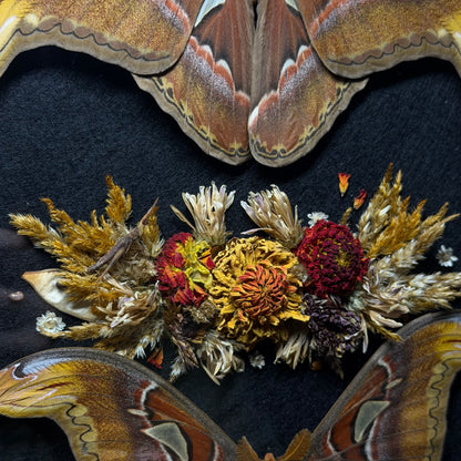 pair of atlas moths frame