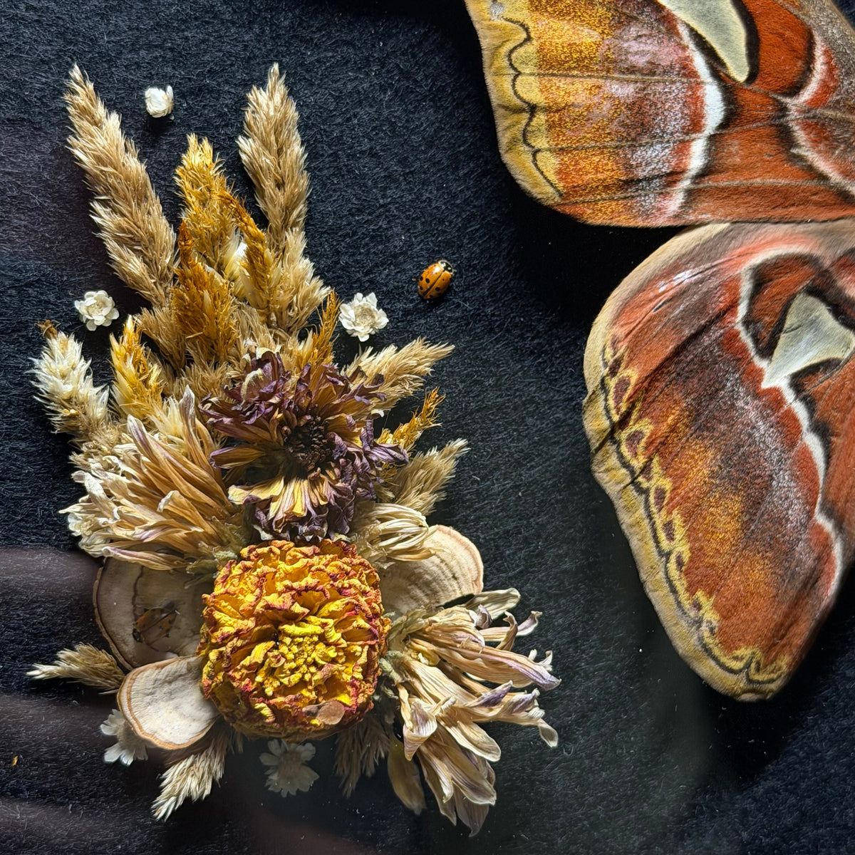pair of atlas moths frame