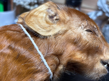 mummified kunekune piglet