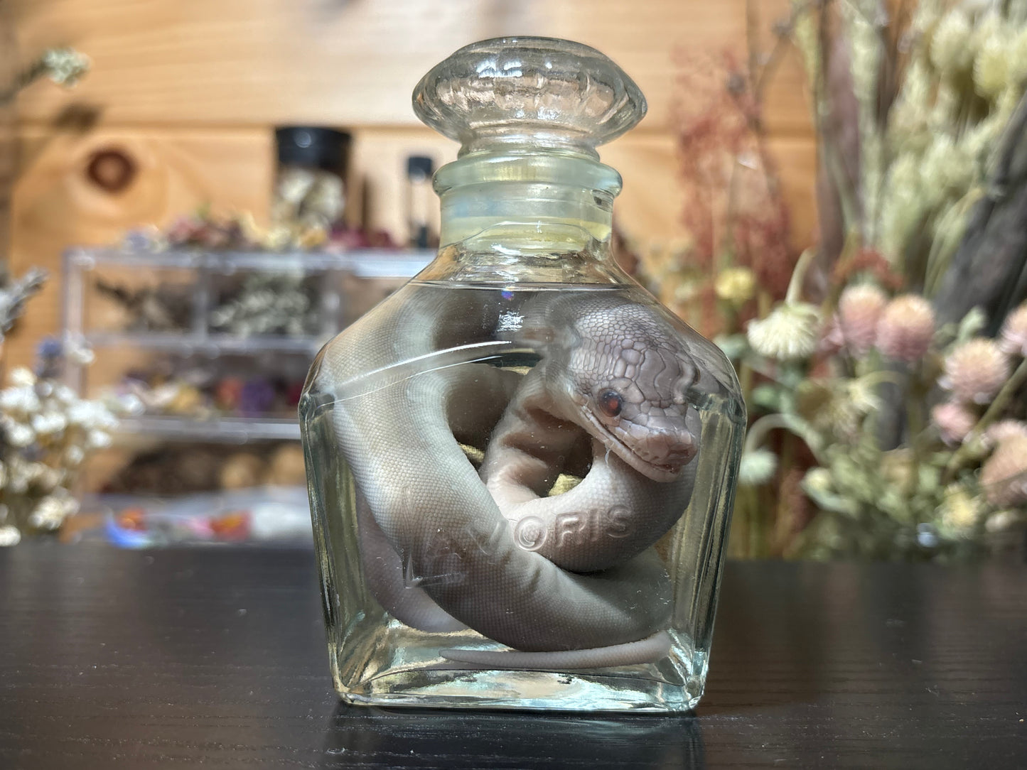 stillborn patternless reticulated python wet specimen