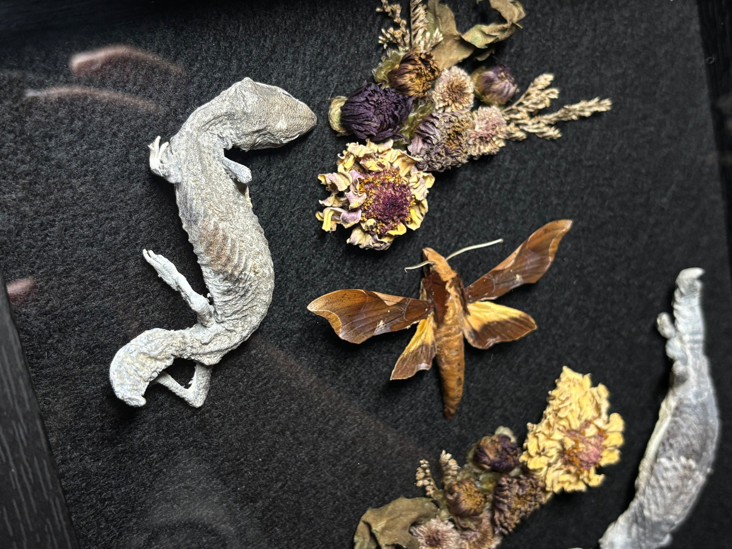 fat tail gecko pair & moth shrine frame