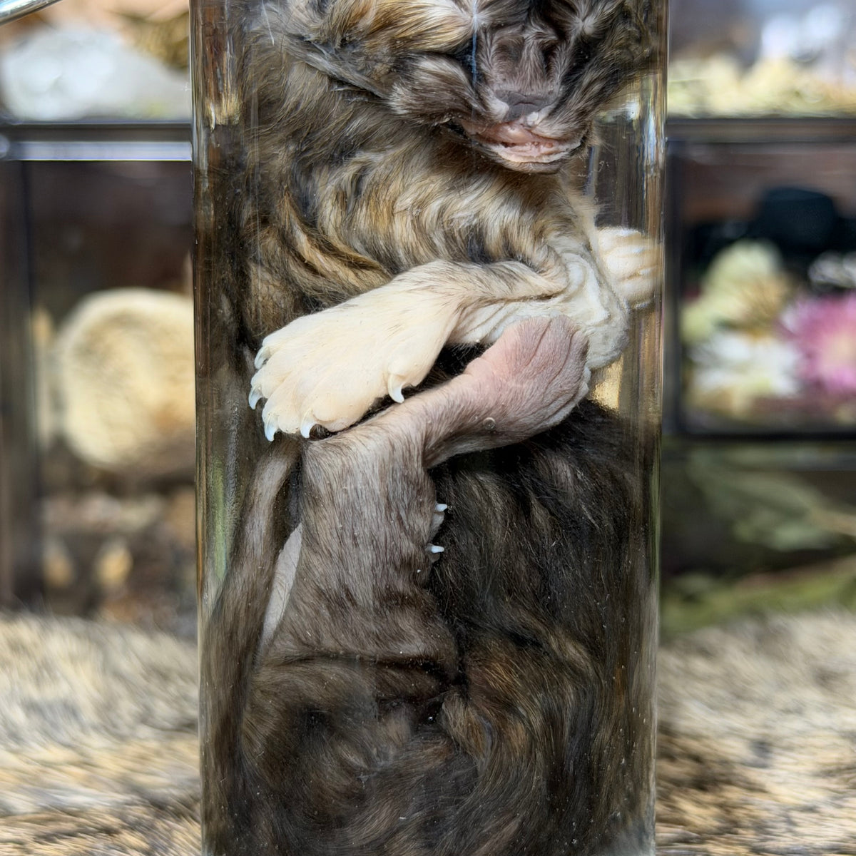 pathological kitten wet specimen