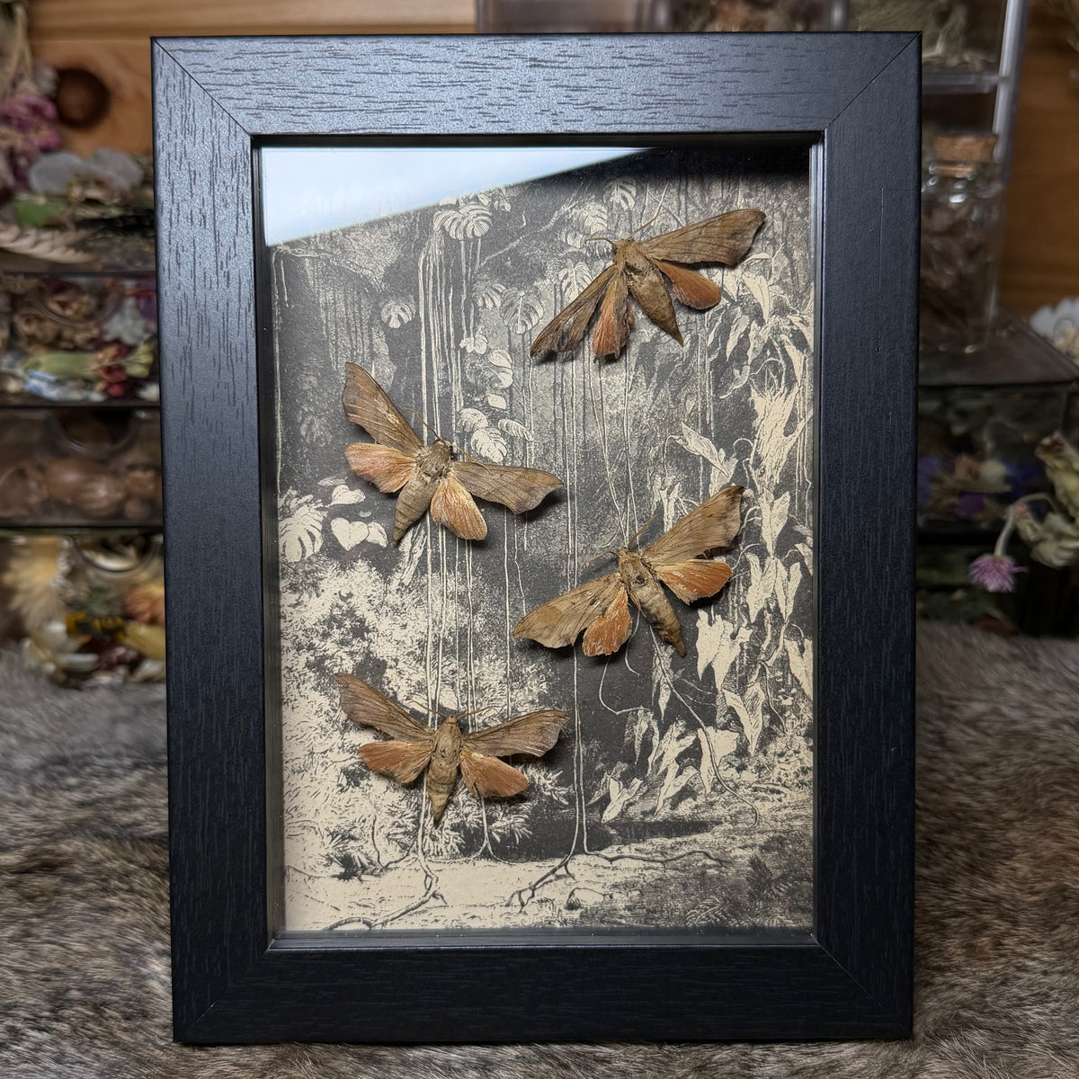5x7 1930s gardener’s catalogue insect frames