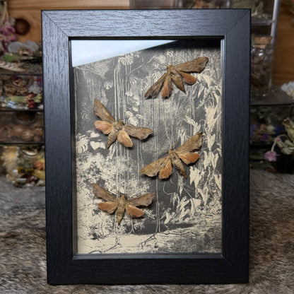 5x7 1930s gardener’s catalogue insect frames