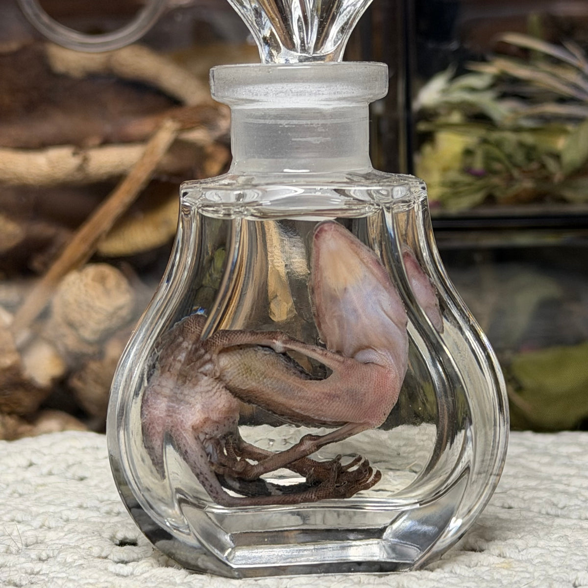 cave gecko wet specimen