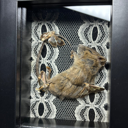 mouse & moths frame