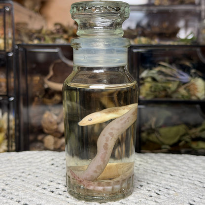 neonate albino sand boa wet specimen