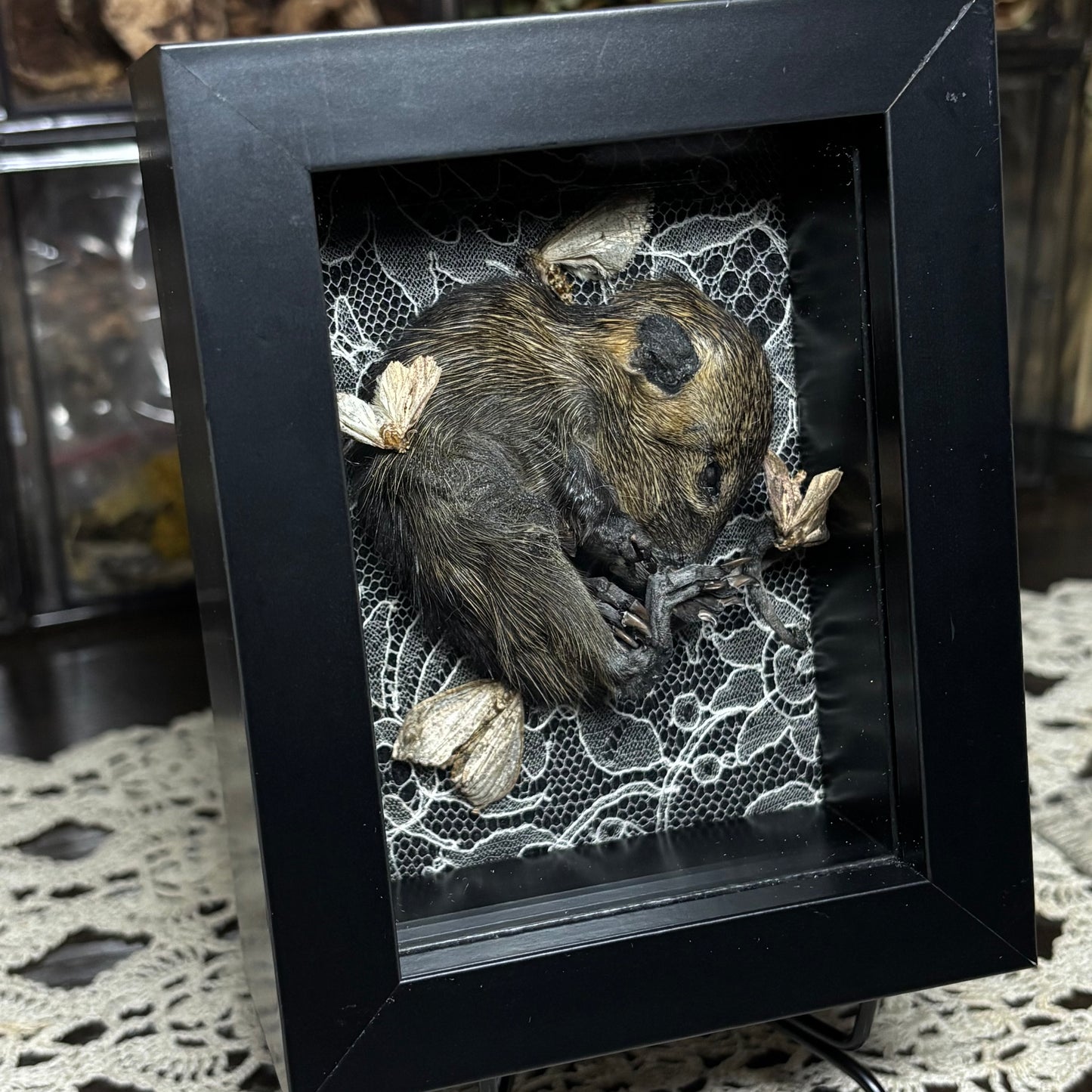 baby nutria & moths frame