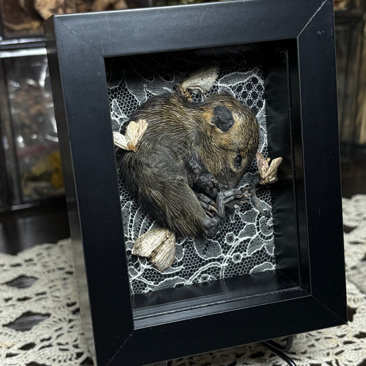 baby nutria & moths frame