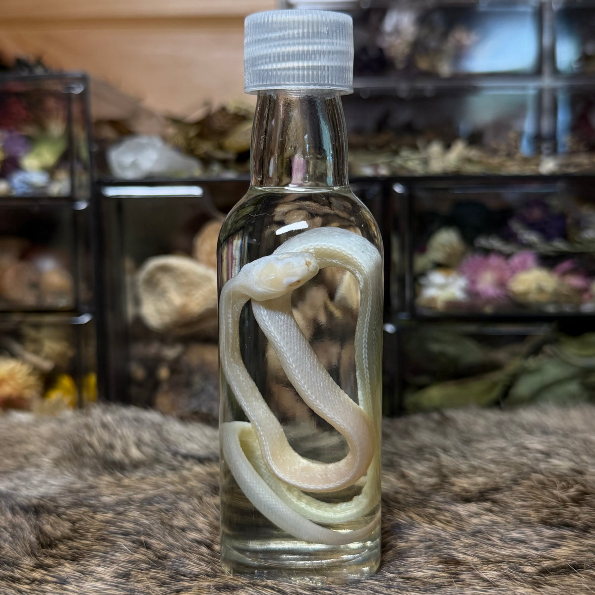 baby whiteout corn snake wet specimen