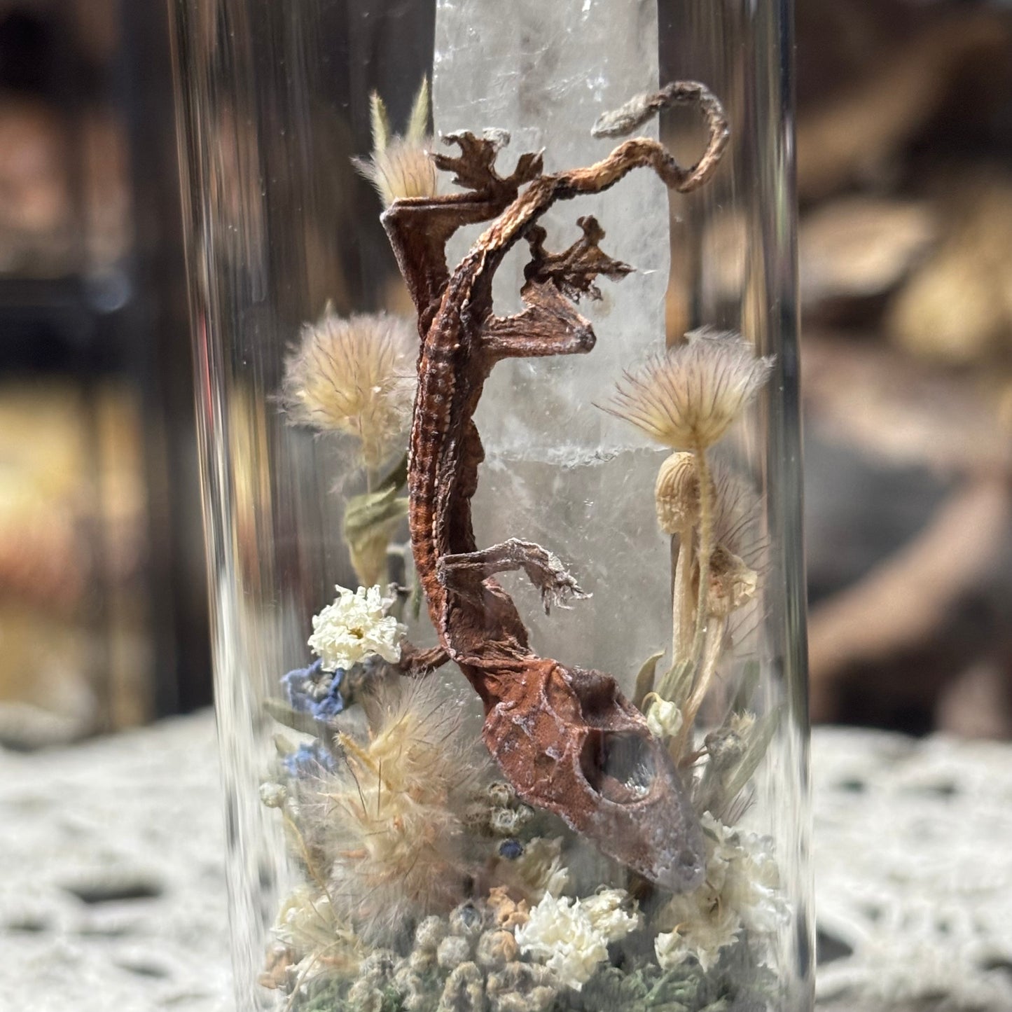 baby crested gecko dome shrine