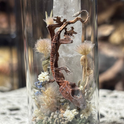 baby crested gecko dome shrine