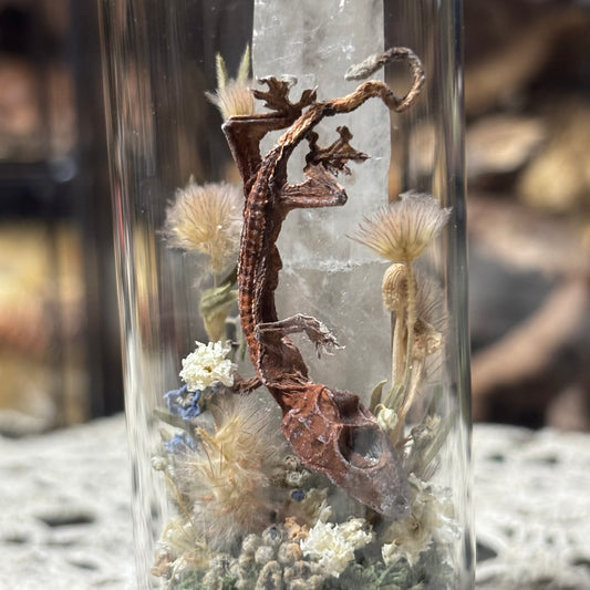 baby crested gecko dome shrine